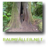 Baum_fällen